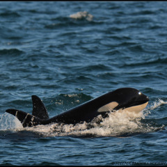 Residents on the Orca Sound Hydrophone