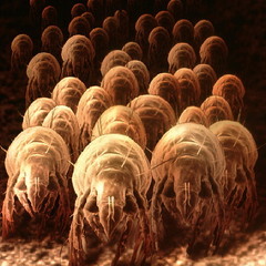Dustmite Party