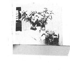 WOUND - Wild Life In The Quiet Revolution