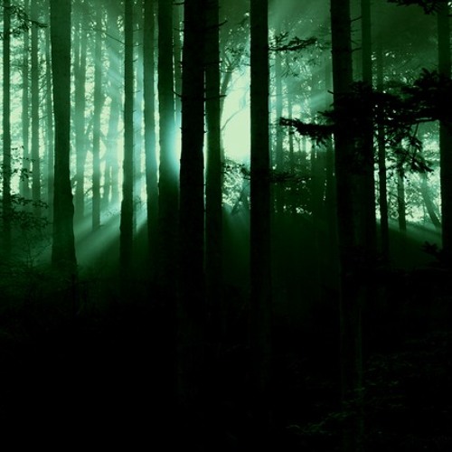 A Light in the Woods