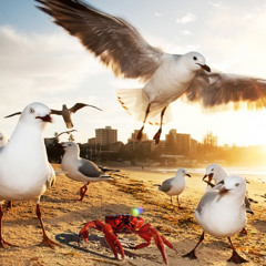Le Crabe Et La Mouette