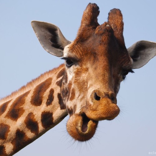 Bones X Ethelwulf - Bochi Nibuku (Cemetery Blunts)