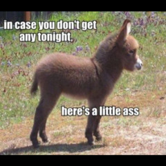 Maxn Out FREE DOWNLOAD