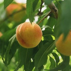 Peach Flavour - Blue Buttonz