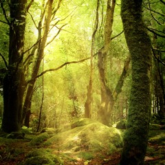Microwave XTk Fairy Forest