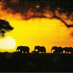 The message from Pangaea