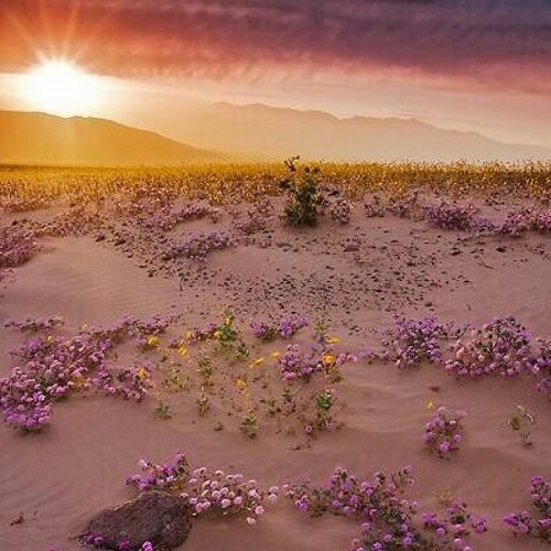 تلاوة بديعة تحبيرية فجرية للشيخ عبدالله عواد الجهني من سورة الاحقاف