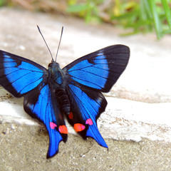 Schmetterling (ZizaPlay Remix)