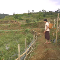 Merantau Soundtrack - 02 Kebut Tomat