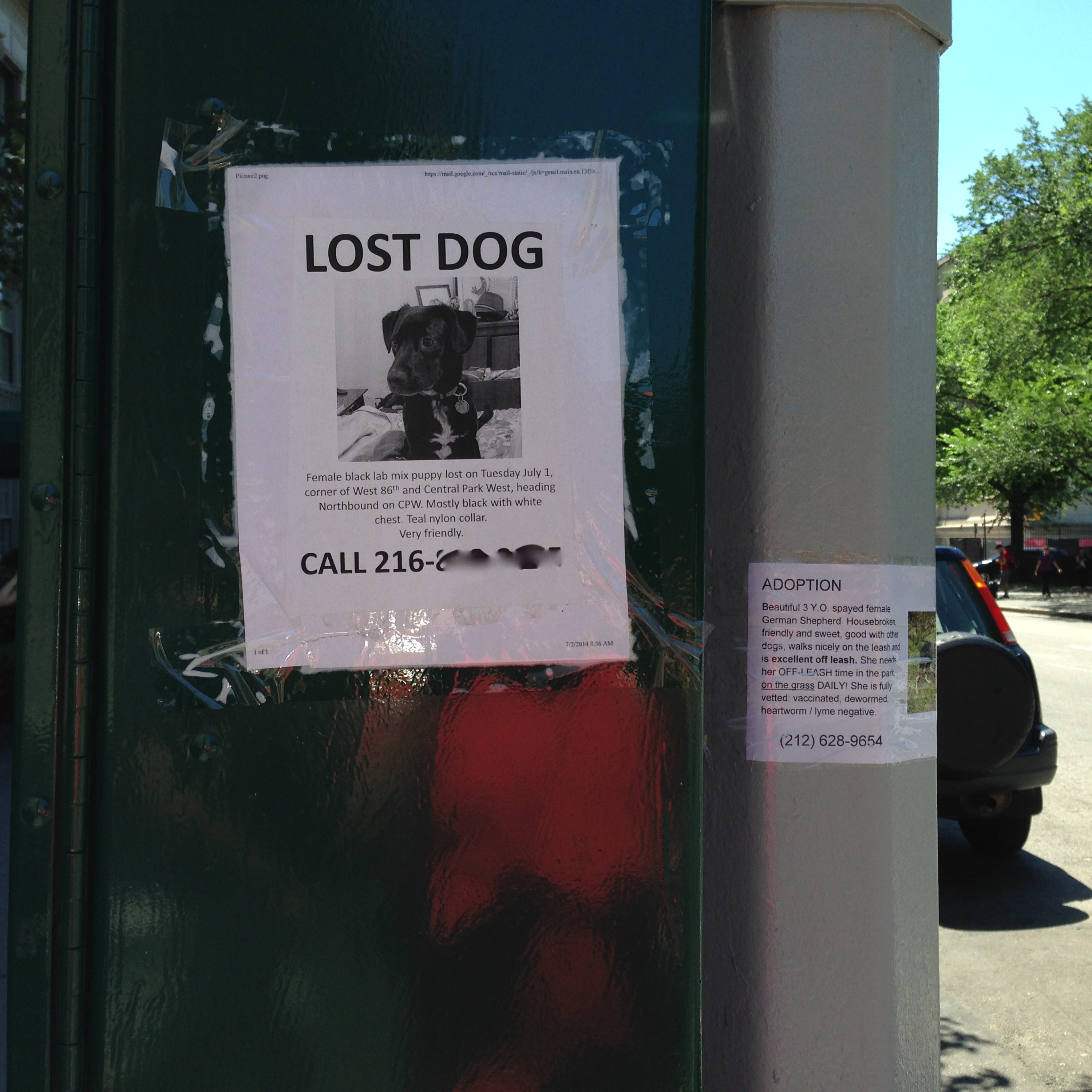 Lost Dog Female-Black Lab Puppy Mix episode artwork