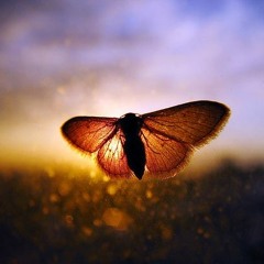 The Embodied Yes - TreeSisters Global Call and Update
