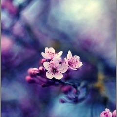 Blossoming Tree - Full Moon Call