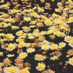 Dear Mr. Wonderful (prod. taylxrmxxn)