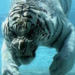 DWhitetiger