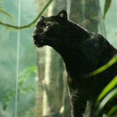panther.