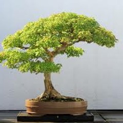 Bonsai Dream
