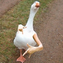 UNCLE FLEX - Birds