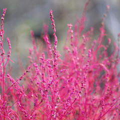 Dryades ②メヌエット（ピアノ）