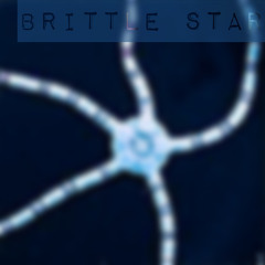 Brittle Star