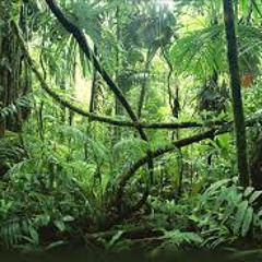 Safari Mobbin snipet