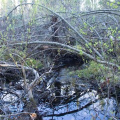 Quiet Boreal Creek With Kinglets