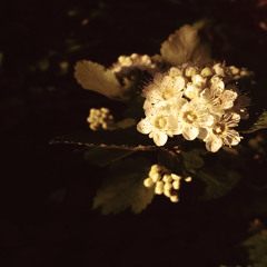 Anna Vanessa - Watch Us Grow (Single)