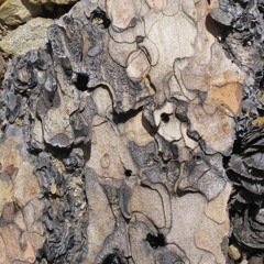Before (Taos) Excerpt