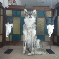 MotherGothel - recorded into me phone