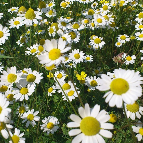 Gripin - Vazgeçtim Ben Bugün