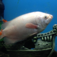 Don't disturb the monster hiding in my head