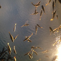 Creature from the Black Lagoon - Tooth and the Enamels (Hardcore Pop Punk)