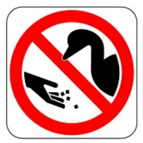 Row over feeding of swans on RiverAvon