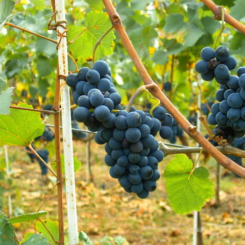 ytcracker - pinot noir superstar (free download)