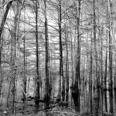 To Be Alone With You (Sufjan Stevens Cover)