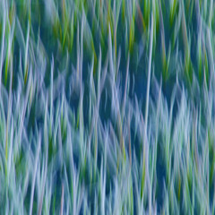 DoctorBob - The Grass is Blue - TAL BassLine (OSC 65)