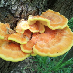 Rolling Pin - Side 2