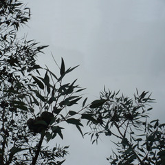 Bell Birds - from Four Places in Queensland (2009)