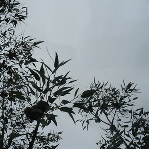 Bell Birds - from Four Places in Queensland (2009)