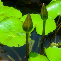 ေကာင္းမႈတစ္ခု ေန ့စဥ္ျပဳ ပါ - နုနုလိႈင္ (photo by Noe Noe Me :)  )