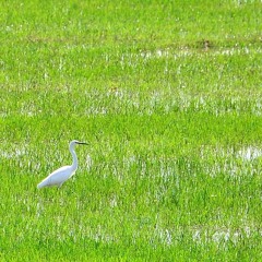 เสียงสะอื้นจากหนุ่มนา