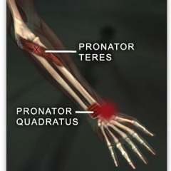 Zorgholic Pronator - Quadratus 2014 .......48000/32