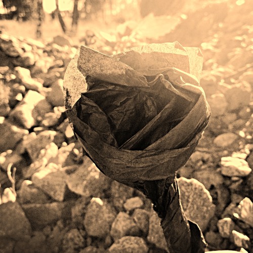 concrete rose review concrete rose review