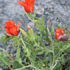Hüseyin Atlansoy- İyi Günler İlerde Anneanne
