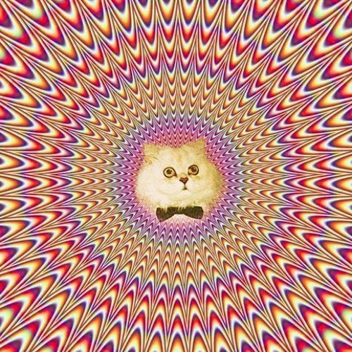 Cats On Dmt [FORTHCOMING STOMP N WONK RECORDS]