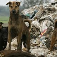 (COVER - MODEST MOUSE) Wild Pack Of Family Dogs