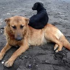 PERRO (EN VIVO)
