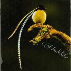 Nadelöhr- Der Graue Paradiesvogel