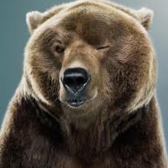 Fray Bentos - Tender Bear