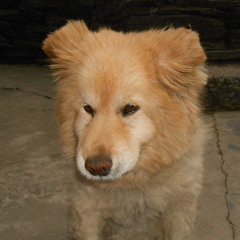 AMERICANS - Milkshake Brings All The boys To The Yard.