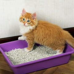 Bisch Basch Band - Bommerlunder - Katzenklo